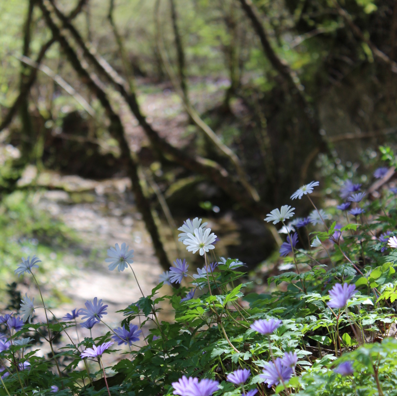 Places to visit Sabine Hills- Forest walks